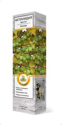 Актинидия аргута Кокува П в интернет гипермаркете «Планета Лета». Фото