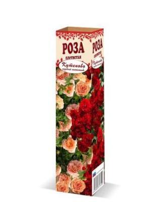 Роза плетистая в коробке Кут в интернет гипермаркете «Планета Лета». Фото