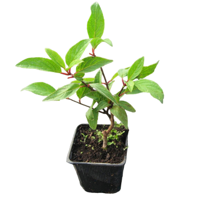 Гортензия метельчатая Sundae Melba, Гор17, Выс20-40 М в интернет гипермаркете «Планета Лета». Фото