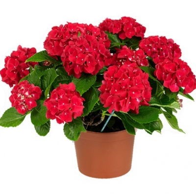 Гортензия крупноцв.Hot Red, Гор23, Выс35 в интернет гипермаркете «Планета Лета». Фото