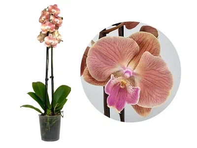 Фаленопсис 2 pp Cobra'S Kizz, Гор12, Выс60 в интернет гипермаркете «Планета Лета». Фото