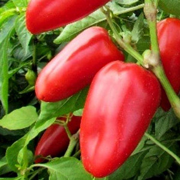 Перец сладкий Князь серебряный (А) (ЦВ) 0,25гр. в интернет гипермаркете «Планета Лета». Фото