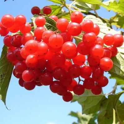 Калина 7Ц в интернет гипермаркете «Планета Лета». Фото