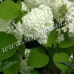 Гортензия древовидная Грандифлора П в интернет гипермаркете «Планета Лета». Фото