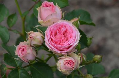 Роза миниатюрная Мими Эден штамб C4 H100 в интернет гипермаркете «Планета Лета». Фото