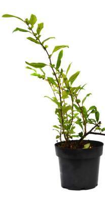 Айва японская Нивалис, Гор17 М в интернет гипермаркете «Планета Лета». Фото