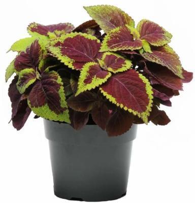 Колеус, Гор10,5 М в интернет гипермаркете «Планета Лета». Фото