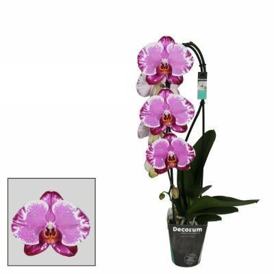 Фаленопсис Cascade Sacrifice, Гор12, Выс60 в интернет гипермаркете «Планета Лета». Фото