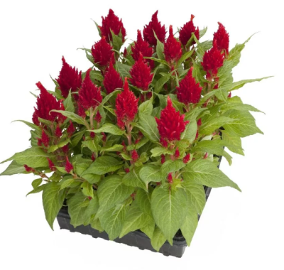 Целозия клаета (1*10) М в интернет гипермаркете «Планета Лета». Фото