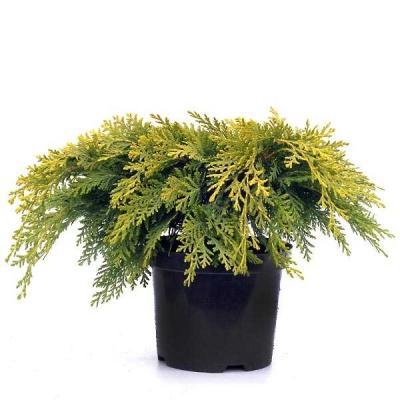 Кипарисовик Л.Kelleris Gold, Гор18, Выс40-50 в интернет гипермаркете «Планета Лета». Фото