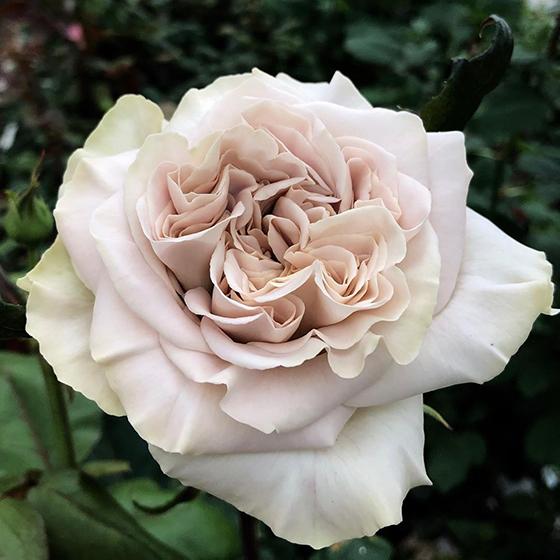 Роза чайно-гибридная Вестминстер Эбби/ЦКорЛюкс П в интернет гипермаркете «Планета Лета». Фото