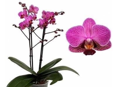 Фаленопсис 2 pp Multiflora Shanel, Гор12, Выс50 в интернет гипермаркете «Планета Лета». Фото