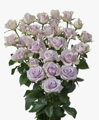 Роза спрей Стерлинг Сенсейшн, Гор23 М в интернет гипермаркете «Планета Лета». Фото