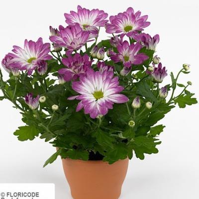 Хризантема Elle Fleur, Гор12, Выс30 в интернет гипермаркете «Планета Лета». Фото