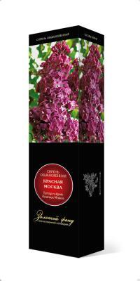 Сирень обыкновенная Красная Москва/ЦКор в интернет гипермаркете «Планета Лета». Фото