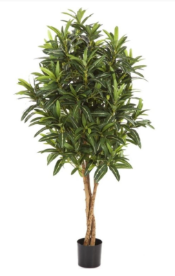 Кротон Голдфингер 155 см в интернет гипермаркете «Планета Лета». Фото