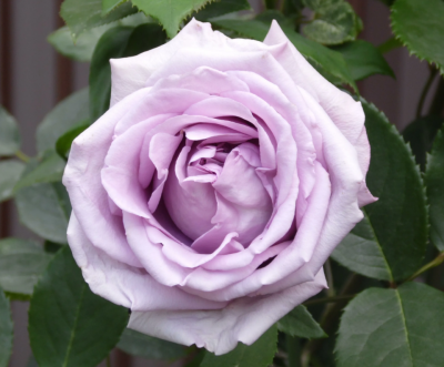 Роза плетистая Индиголетта ОКС в интернет гипермаркете «Планета Лета». Фото
