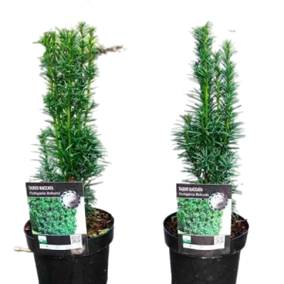 Тис ягодный Fastigiata Robusta, Гор38, Выс125-140 в интернет гипермаркете «Планета Лета». Фото
