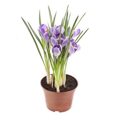 Крокус, Гор9, Выс15 Уценка!!! в интернет гипермаркете «Планета Лета». Фото
