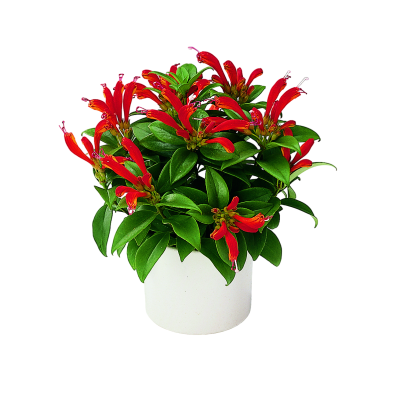 Эсхинантус Mona Lisa, Гор15, Выс50 в интернет гипермаркете «Планета Лета». Фото