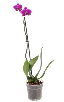 Фаленопсис Mix 1 pp, Гор12, Выс60 2500004735208 в интернет гипермаркете «Планета Лета». Фото
