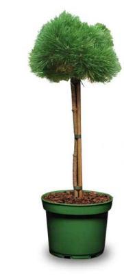 Сосна черная Summer Breeze штамб, Гор32, Выс40 в интернет гипермаркете «Планета Лета». Фото