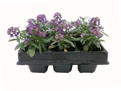 Алиссум, (1*6) М в интернет гипермаркете «Планета Лета». Фото