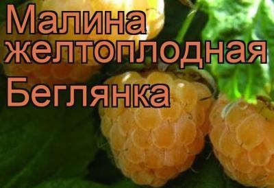 Малина желтоплодная Беглянка С2 Выс40 в интернет гипермаркете «Планета Лета». Фото