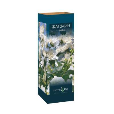 Жасмин садовый (Чубушник) Жемчуг/ЦКор в интернет гипермаркете «Планета Лета». Фото