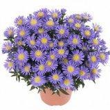 Астра бельгийская, Гор11, Выс25 в интернет гипермаркете «Планета Лета». Фото