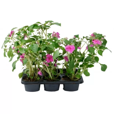 Бальзамин, P6, Выс20 в интернет гипермаркете «Планета Лета». Фото