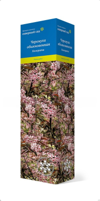 Черемуха обыкновенная Колората/ЦКор в интернет гипермаркете «Планета Лета». Фото