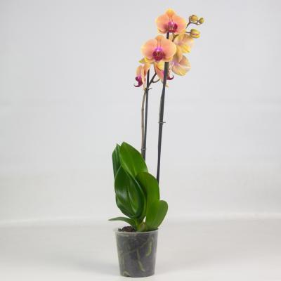 Фаленопсис 2 pp Rainbow, Гор12, Выс55 в интернет гипермаркете «Планета Лета». Фото