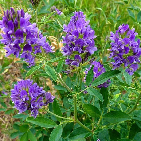 Люцерна 0,2 кг престиж-семена в интернет гипермаркете «Планета Лета». Фото Люцерна 0,2 кг в интернет гипермаркете «Планета Лета». Фото