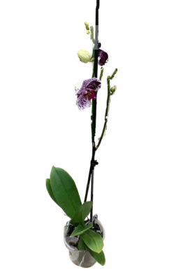 Фаленопсис 2 pp Beata, Гор12, Выс70 в интернет гипермаркете «Планета Лета». Фото