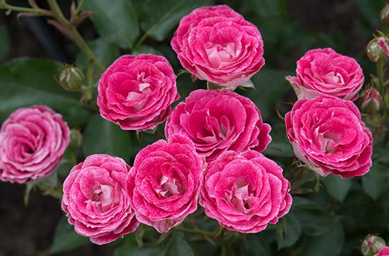 Роза спрей Руби Стар/ЦКор П в интернет гипермаркете «Планета Лета». Фото