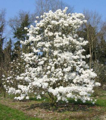 Магнолия стеллата Гор17 М в интернет гипермаркете «Планета Лета». Фото