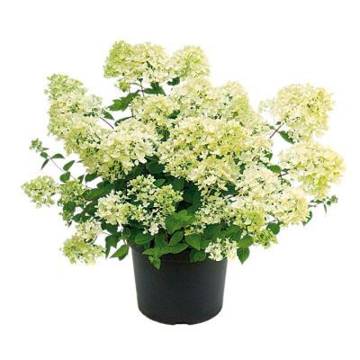 Гортензия метельчатая Диамант Руж Гор19 М в интернет гипермаркете «Планета Лета». Фото