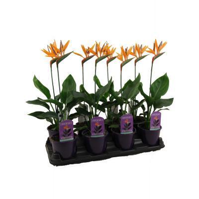 Стрелиция Reginae, Гор13, Выс60 в интернет гипермаркете «Планета Лета». Фото