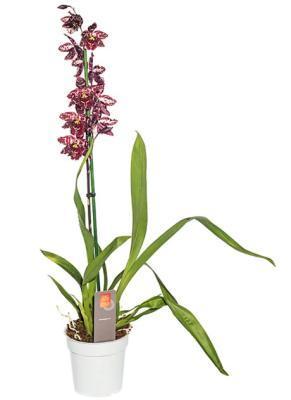 Орхидея Cambria, Гор12, Выс40 Уценка!!! в интернет гипермаркете «Планета Лета». Фото