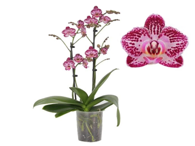 Фаленопсис 2 pp Multiflora Coco, Гор12, Выс50 в интернет гипермаркете «Планета Лета». Фото