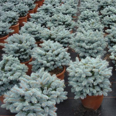 Ель колючая Glauca Globosa, Гор35, Выс35-40 в интернет гипермаркете «Планета Лета». Фото