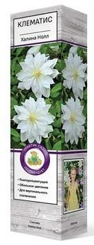 Клематис крупноцветковый Фёст Лайт/ЦКорЛюкс в интернет гипермаркете «Планета Лета». Фото