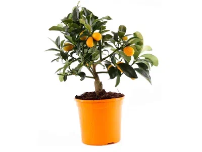 Цитрофортунелла Mix, Гор14, Выс40 в интернет гипермаркете «Планета Лета». Фото