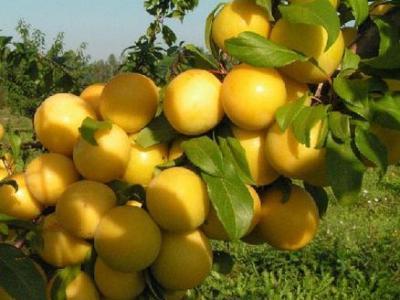 Слива русская (Алыча) Мара П в интернет гипермаркете «Планета Лета». Фото