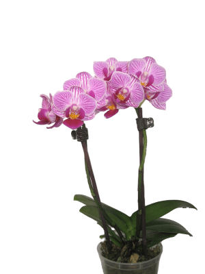 Фаленопсис Sogo Vivien Mix 2 pp Variagata, Гор12, Выс45 в интернет гипермаркете «Планета Лета». Фото
