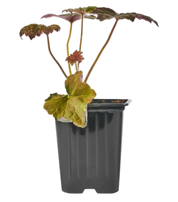 Гейхера, Гор15 М в интернет гипермаркете «Планета Лета». Фото