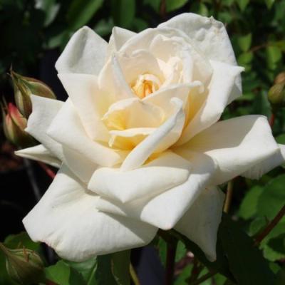 Роза плетистая Уйат Брокейд 7Ц в интернет гипермаркете «Планета Лета». Фото