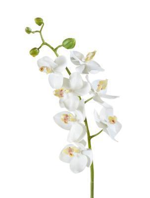 Орхидея Фаленопсис Элегант белая в-70 см 7 цв,4бут 12/84, Ф в интернет гипермаркете «Планета Лета». Фото