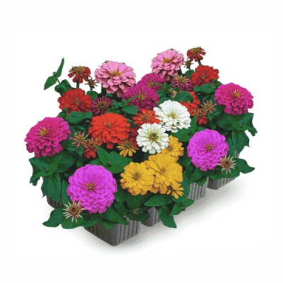 Цинния (1*6) М в интернет гипермаркете «Планета Лета». Фото